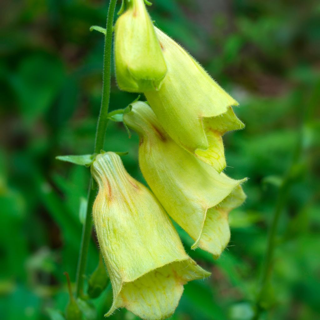 Digitalis grandiflora - Großblütiger Fingerhut