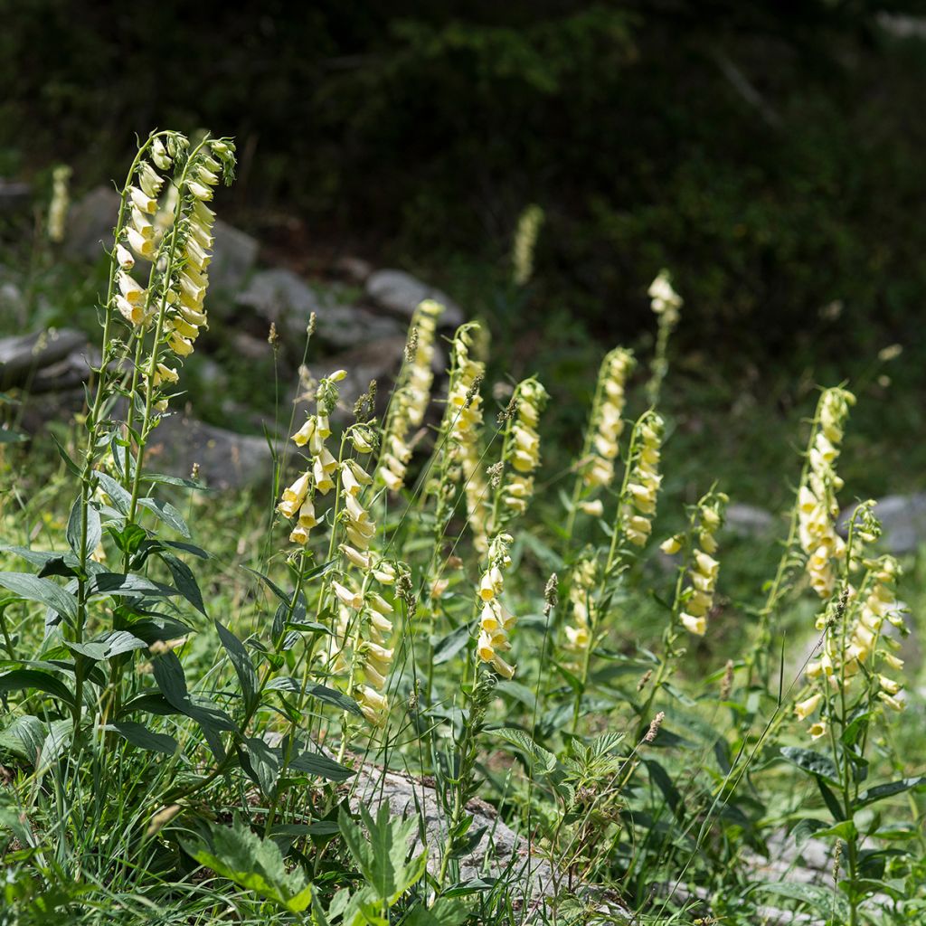 Digitalis grandiflora - Großblütiger Fingerhut