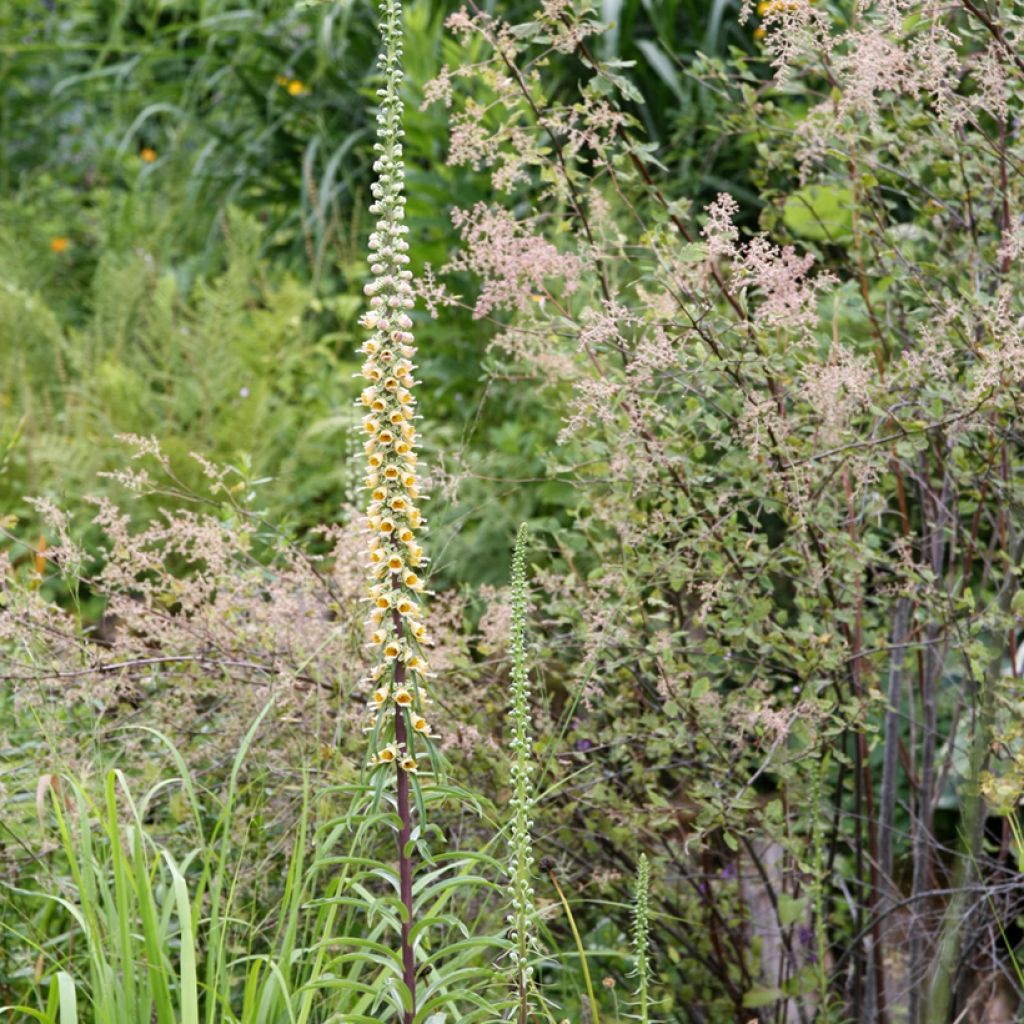 Digitalis ferruginea Gigantea - Rostfarbiger Fingerhut