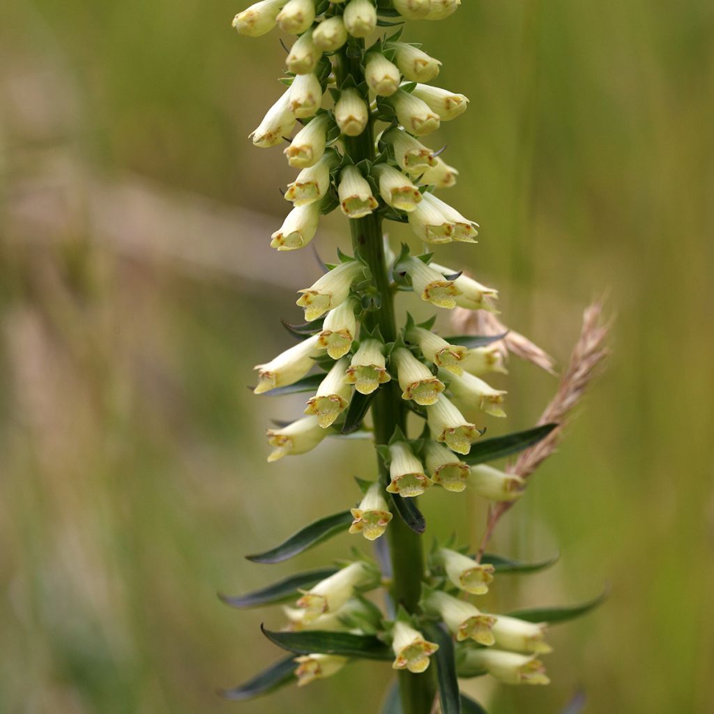 Digitalis lutea - Kleinblütiger Fingerhut