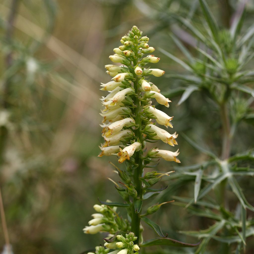 Digitalis lutea - Kleinblütiger Fingerhut