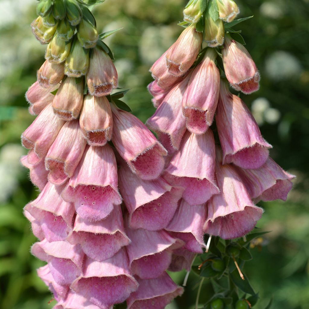 Digitalis mertonensis Summer King - Mehrjähriger Fingerhut