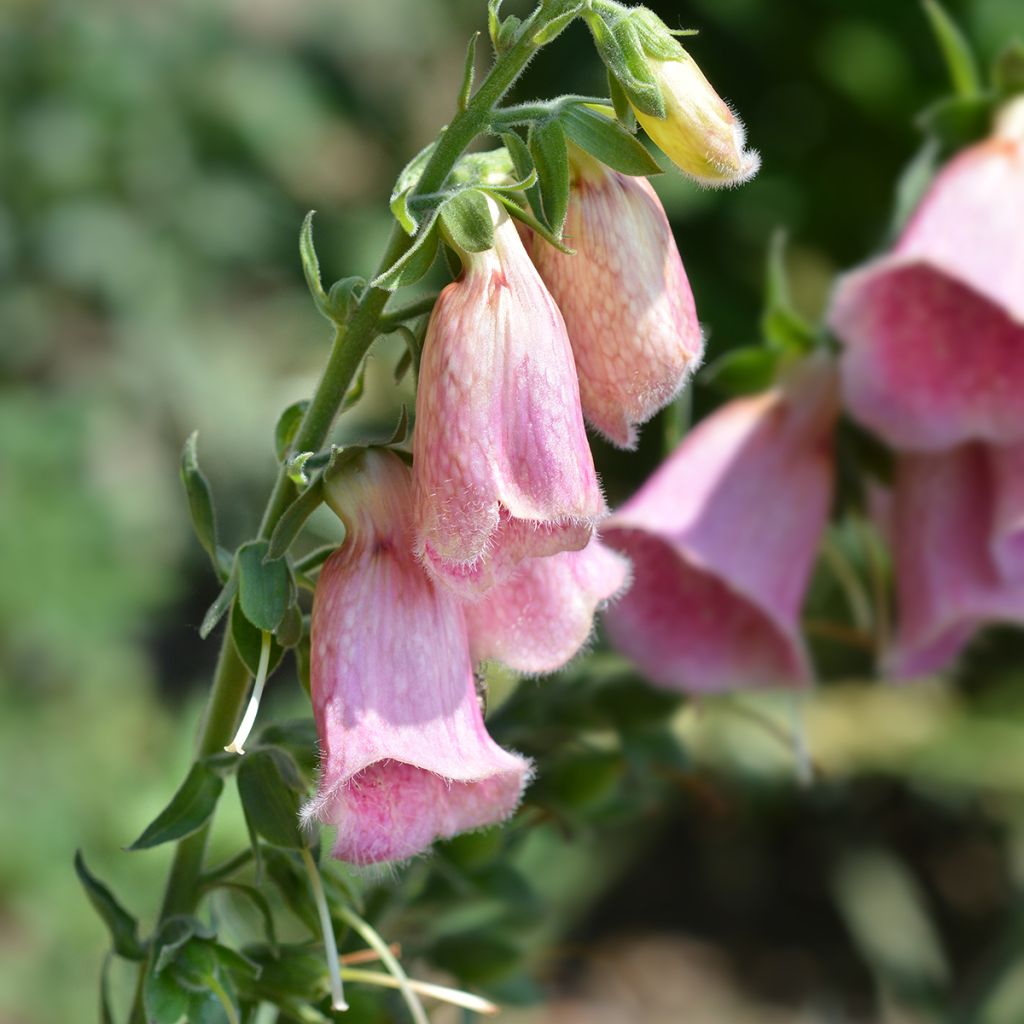 Digitalis mertonensis Summer King - Mehrjähriger Fingerhut