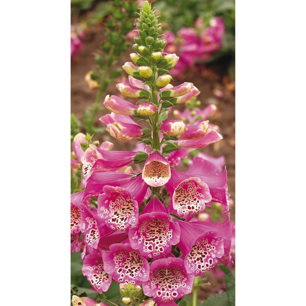 Fingerhut Camelot Rose - Digitalis purpurea