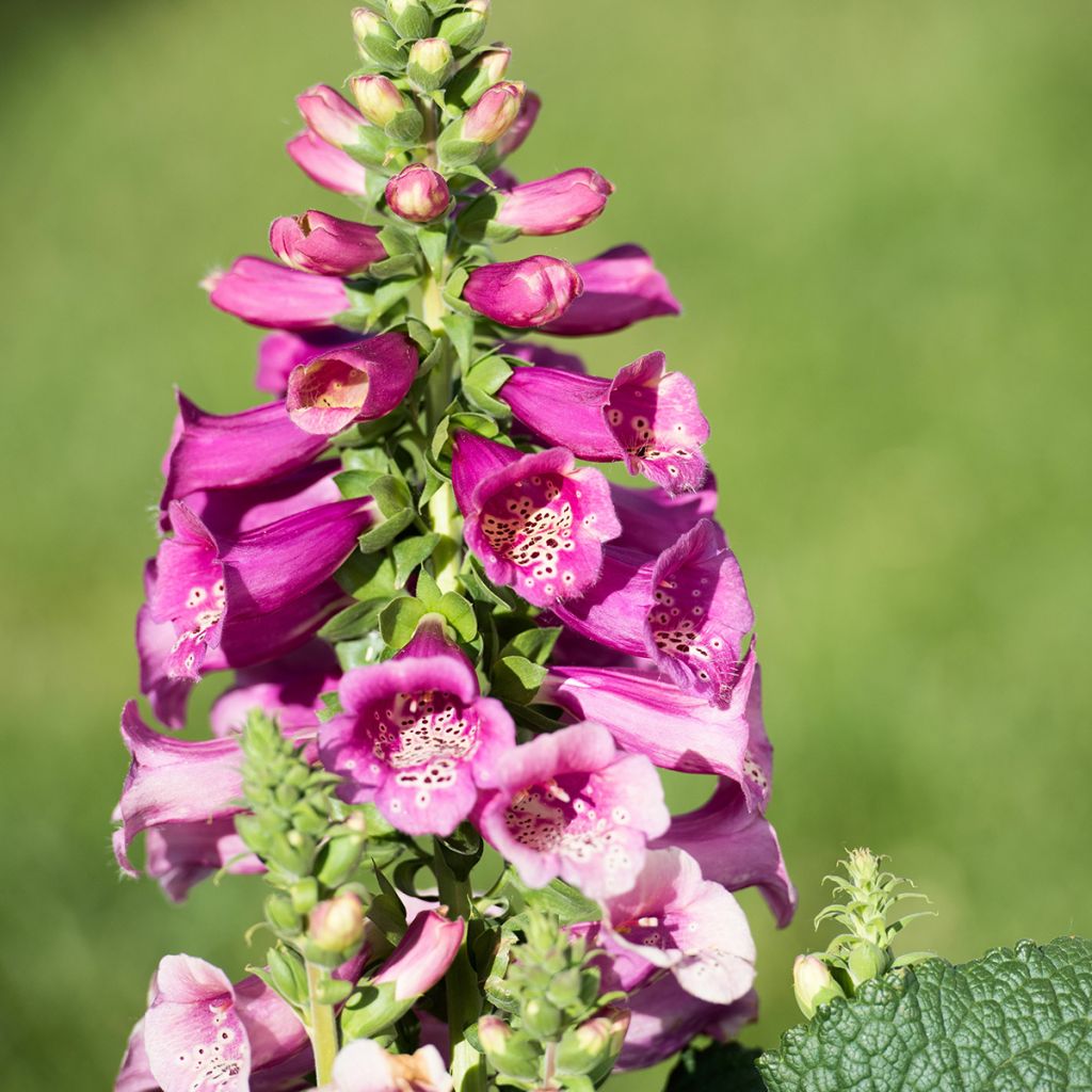 Fingerhut Camelot Rose - Digitalis purpurea