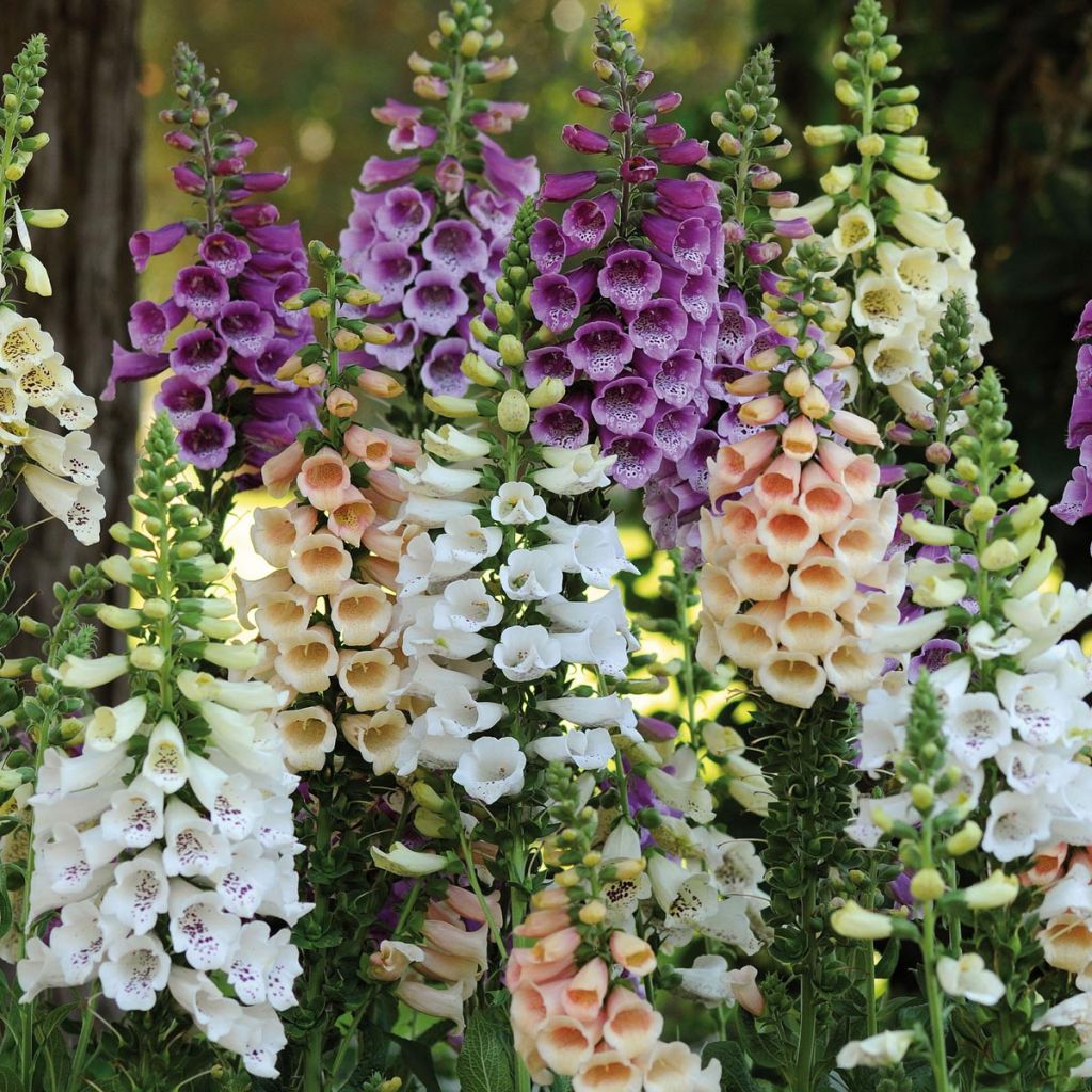 Digitalis Dalmatian - Fingerhut