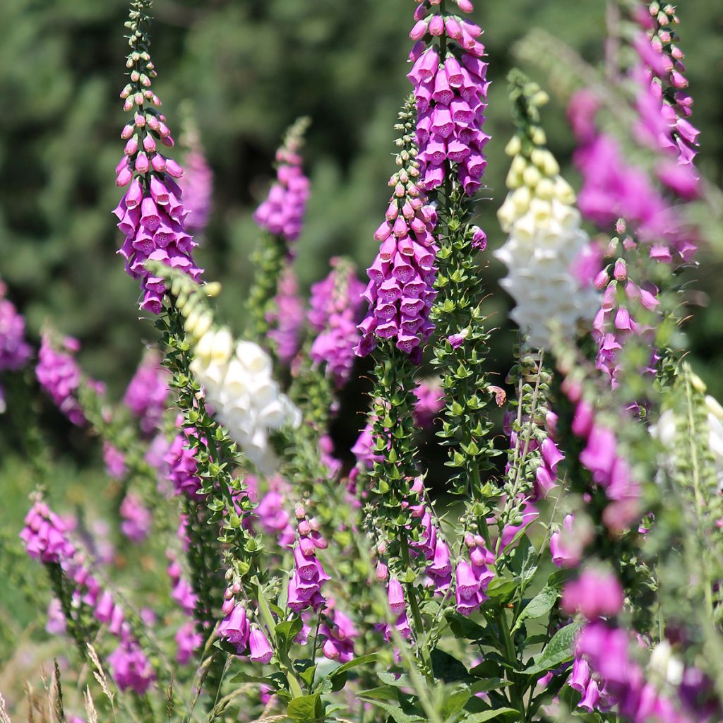 Roter Fingerhut - Digitalis purpurea