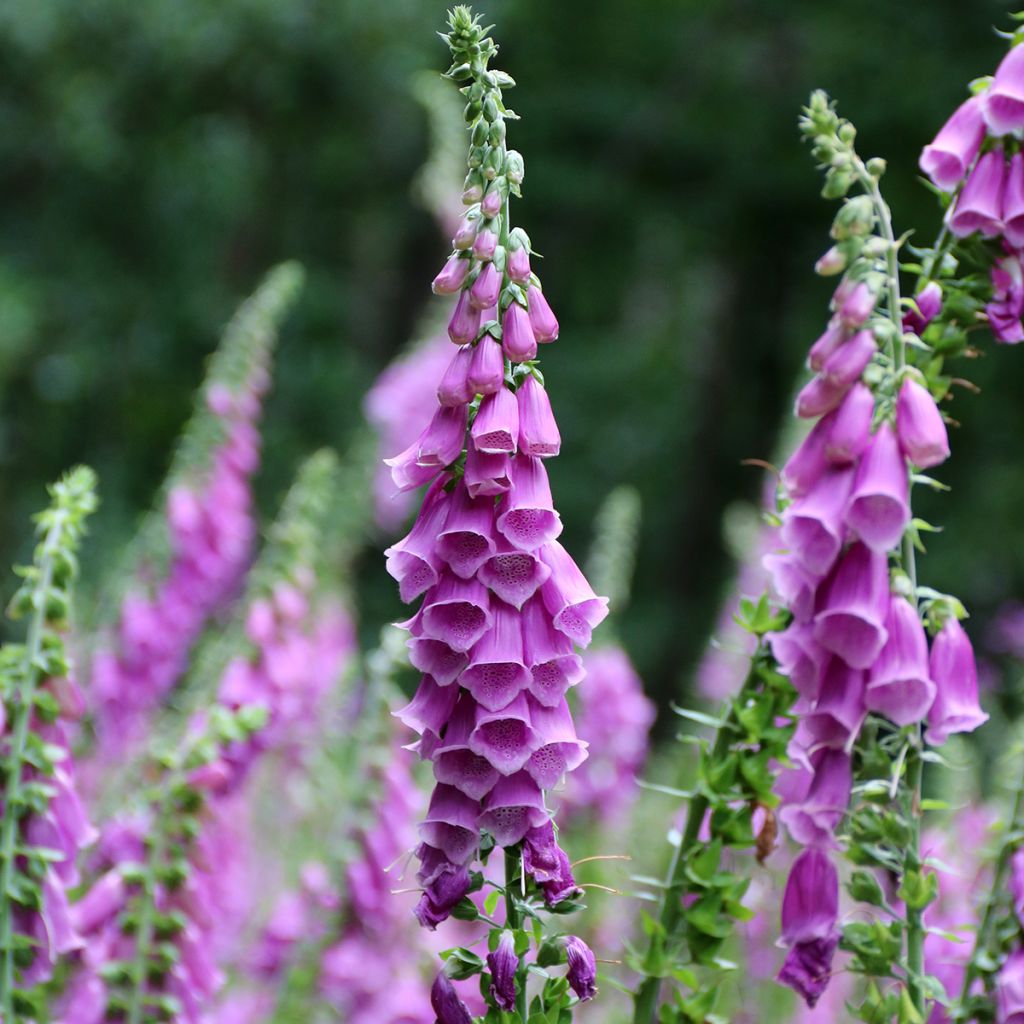 Roter Fingerhut - Digitalis purpurea