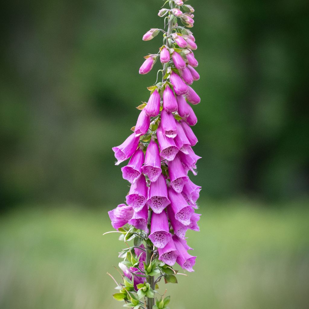 Roter Fingerhut - Digitalis purpurea