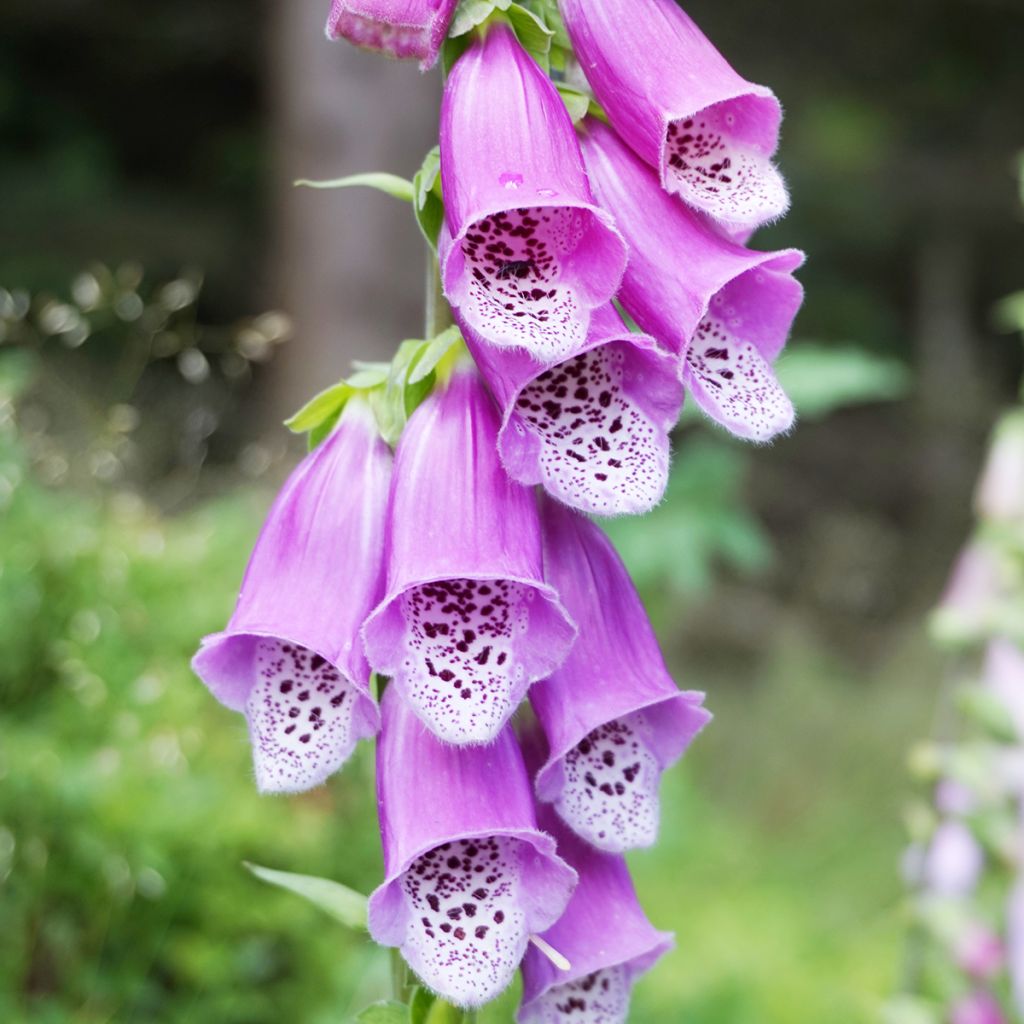 Roter Fingerhut - Digitalis purpurea