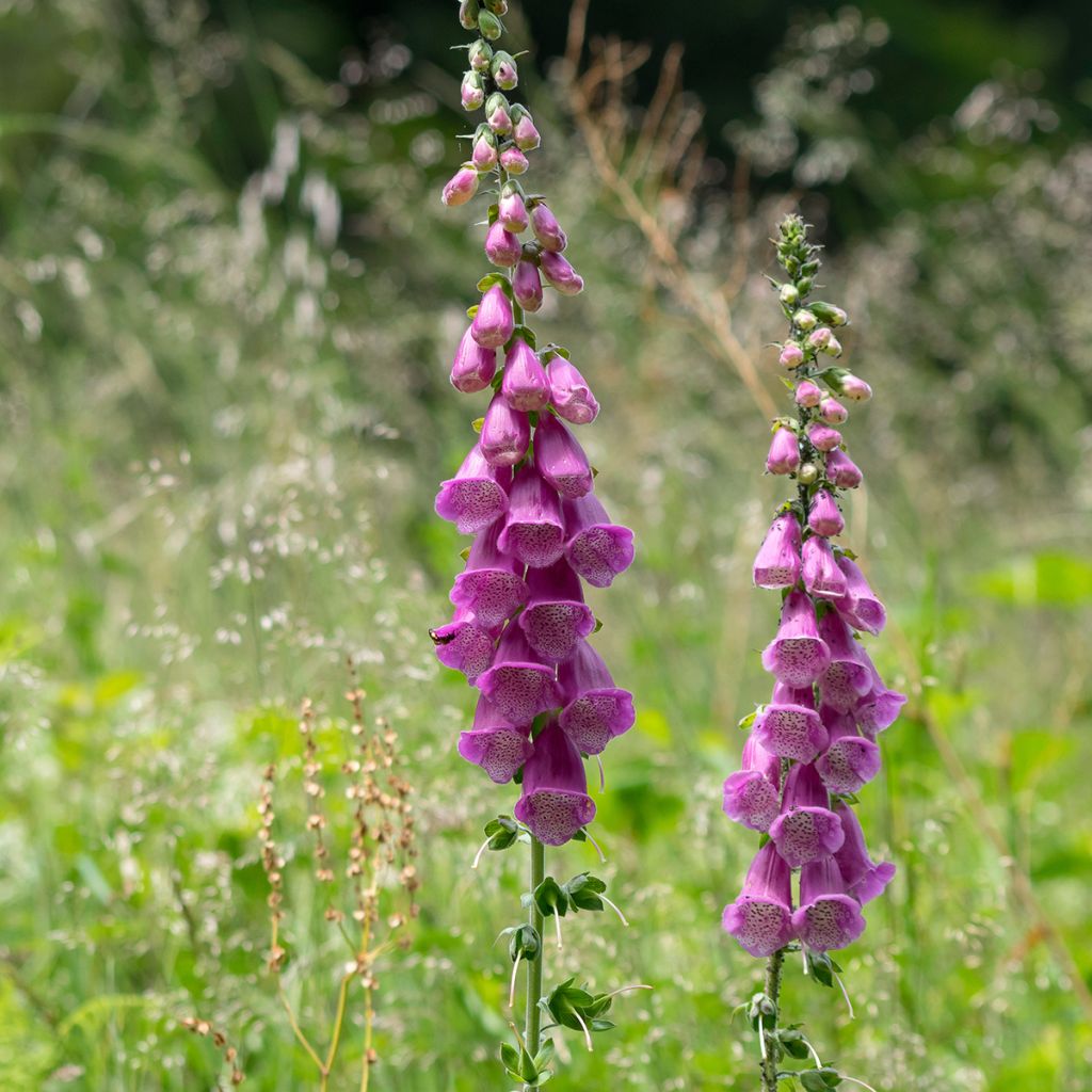 Roter Fingerhut - Digitalis purpurea