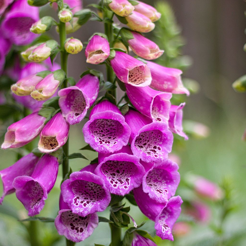 Roter Fingerhut - Digitalis purpurea