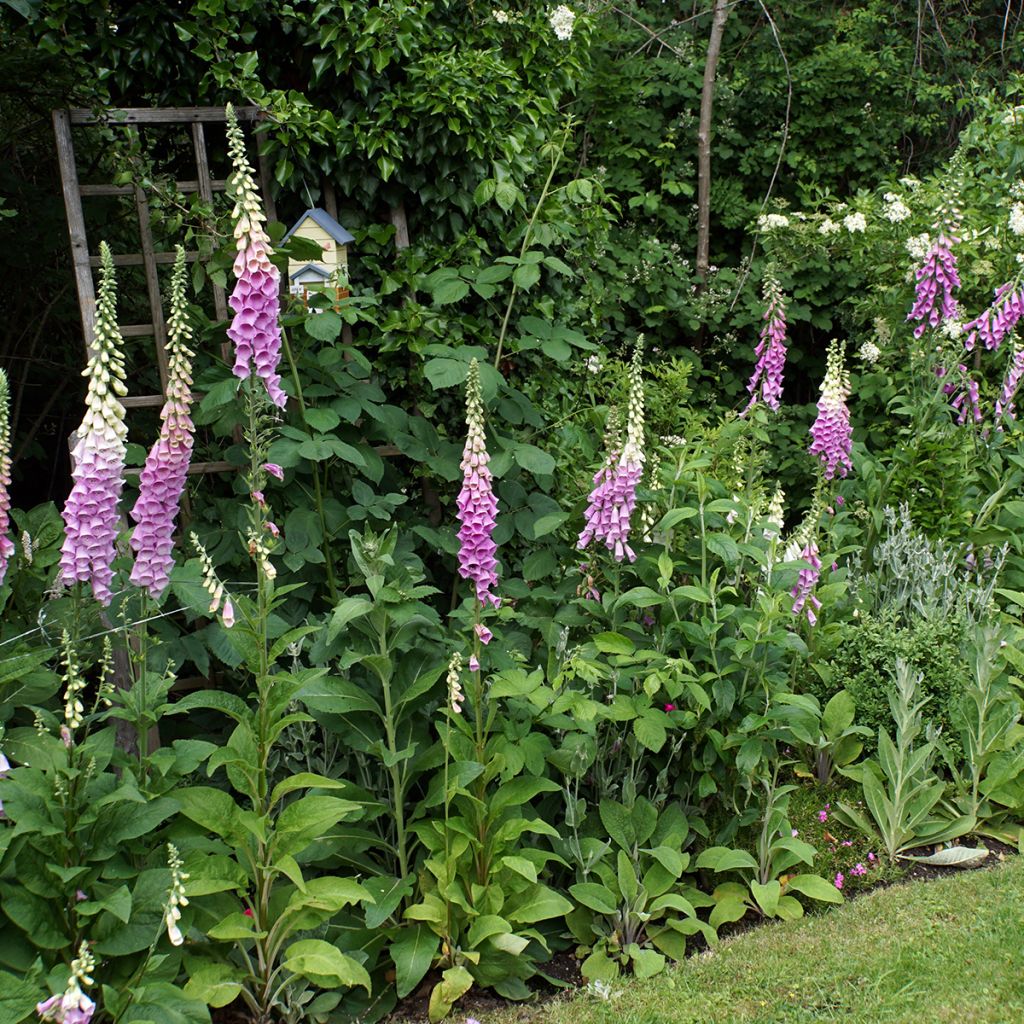 Roter Fingerhut - Digitalis purpurea