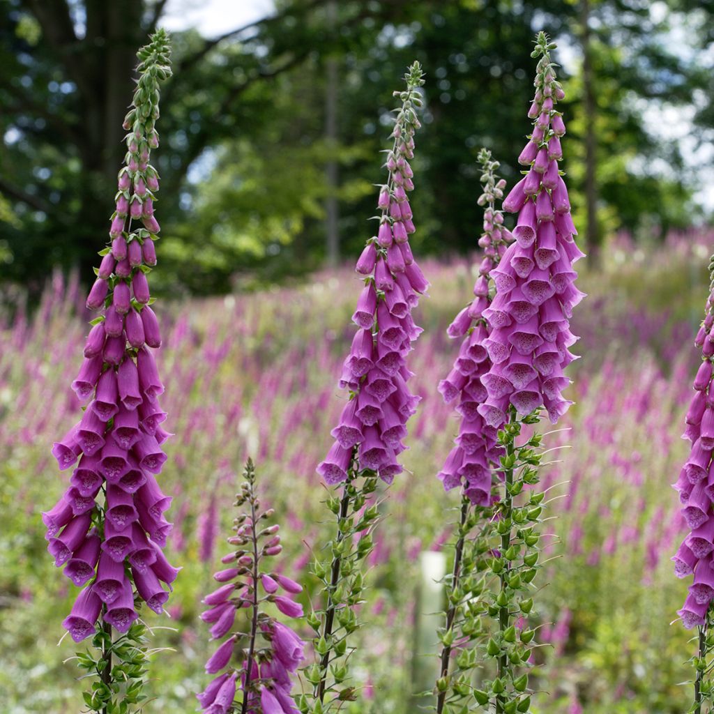 Roter Fingerhut - Digitalis purpurea