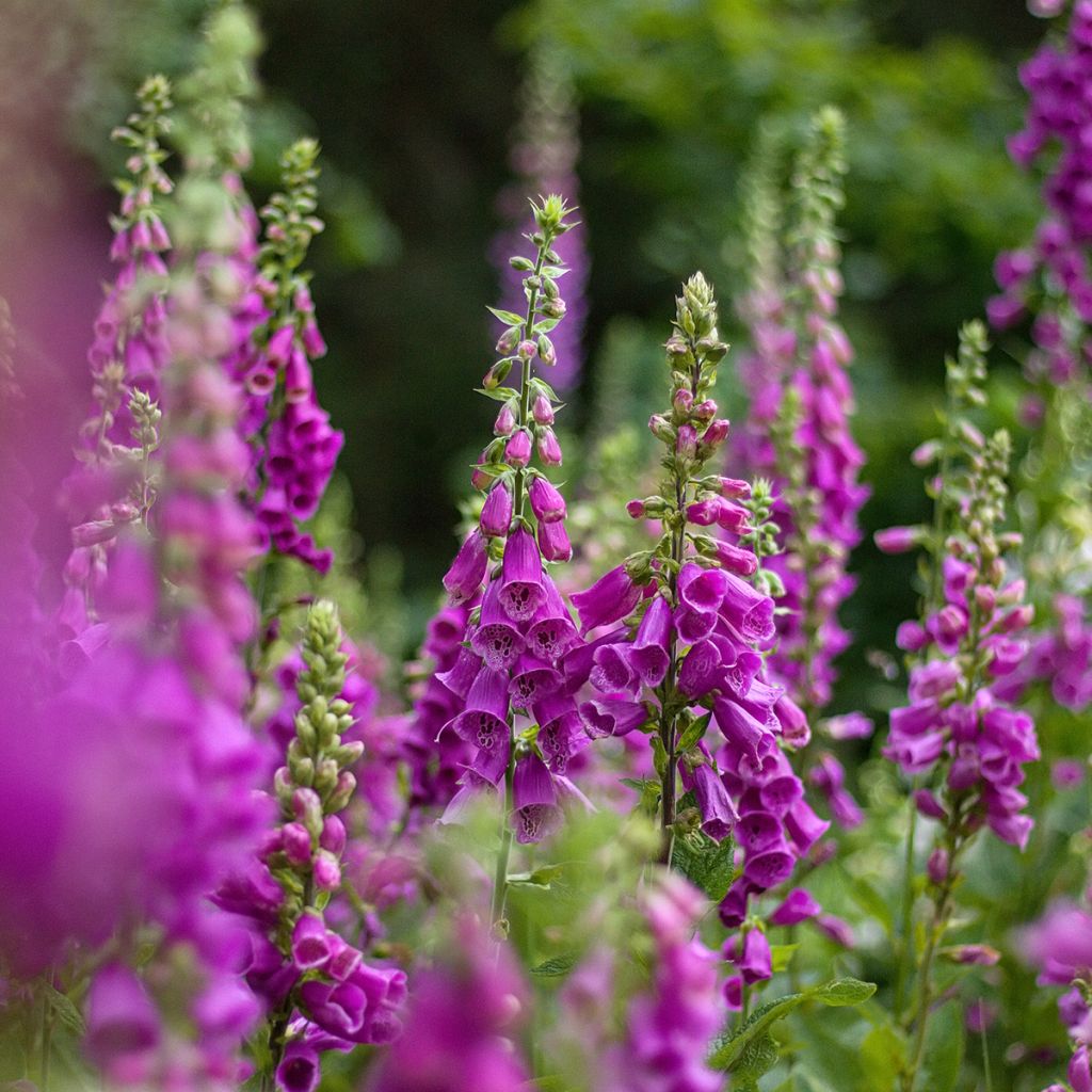 Roter Fingerhut - Digitalis purpurea