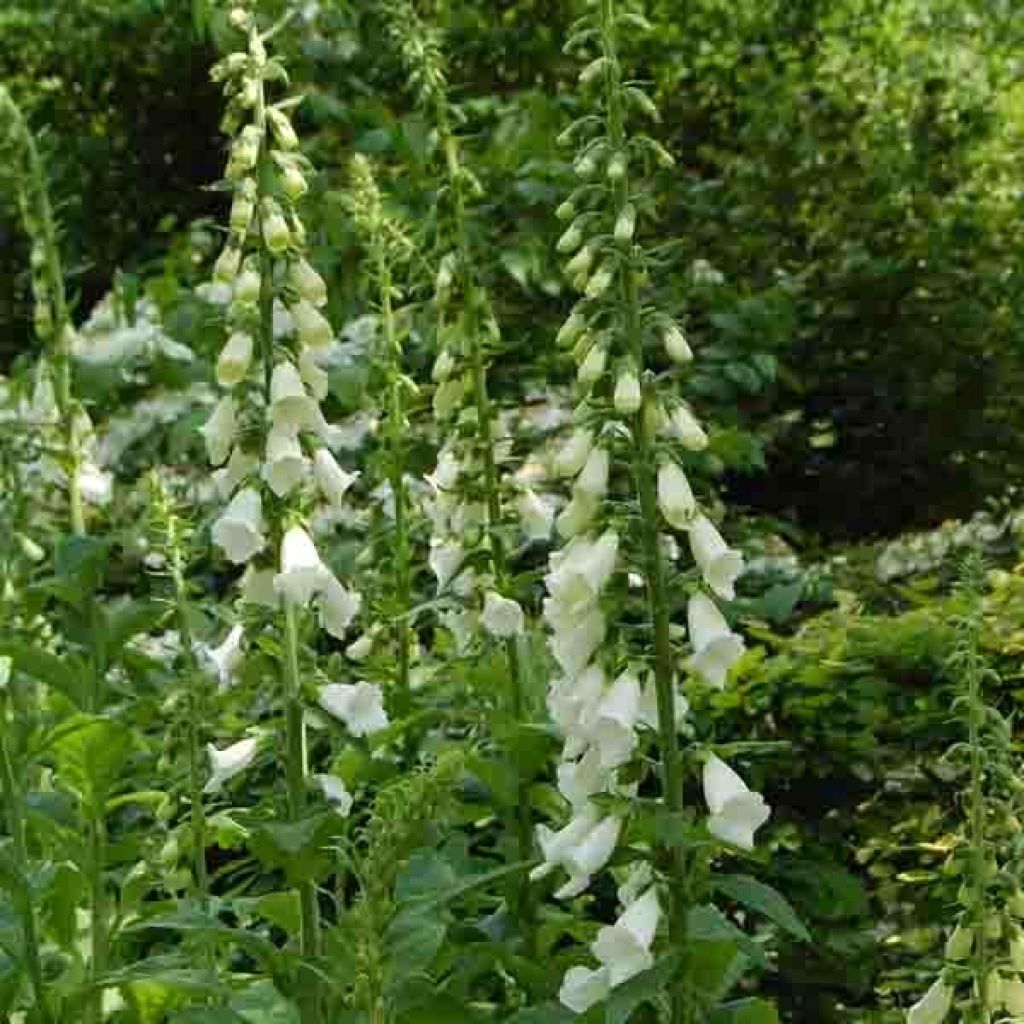 Fingerhut Alba - Digitalis purpurea