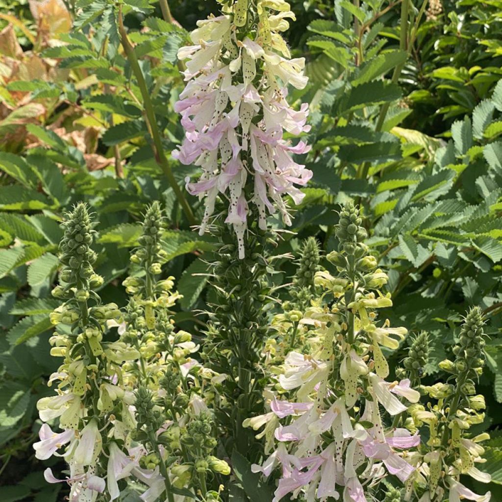 Fingerhut Apple Blossom®  - Digitalis