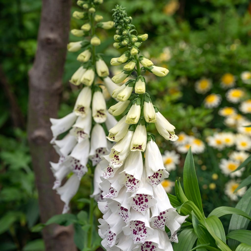 Fingerhut Dalmatian White F1 (Samen) - Digitalis purpurea