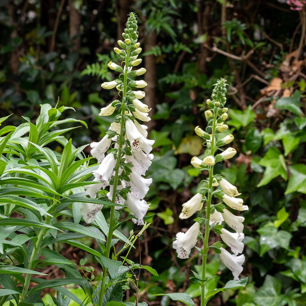 Fingerhut Dalmatian White F1 (Samen) - Digitalis purpurea