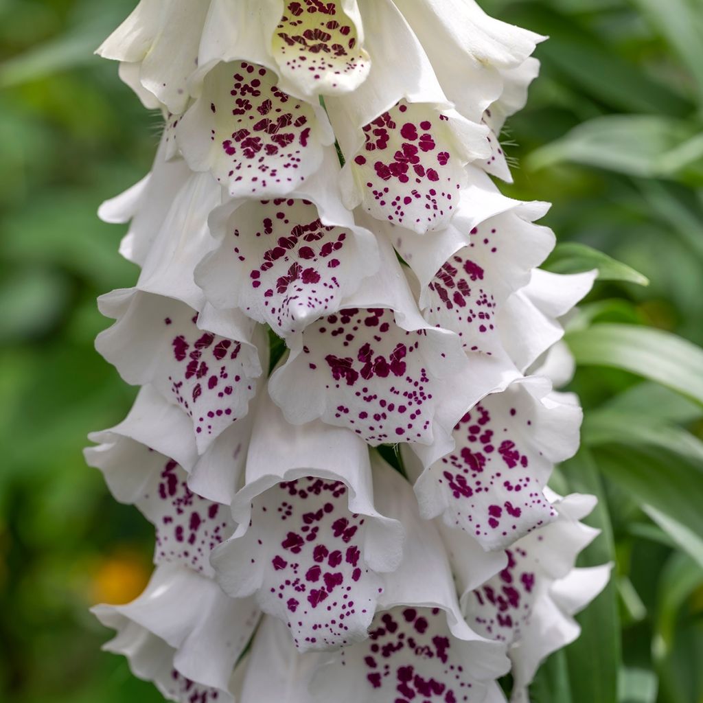 Fingerhut Dalmatian White F1 (Samen) - Digitalis purpurea