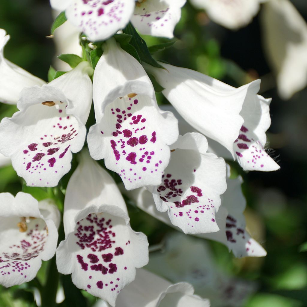 Fingerhut Dalmatian White F1 (Samen) - Digitalis purpurea