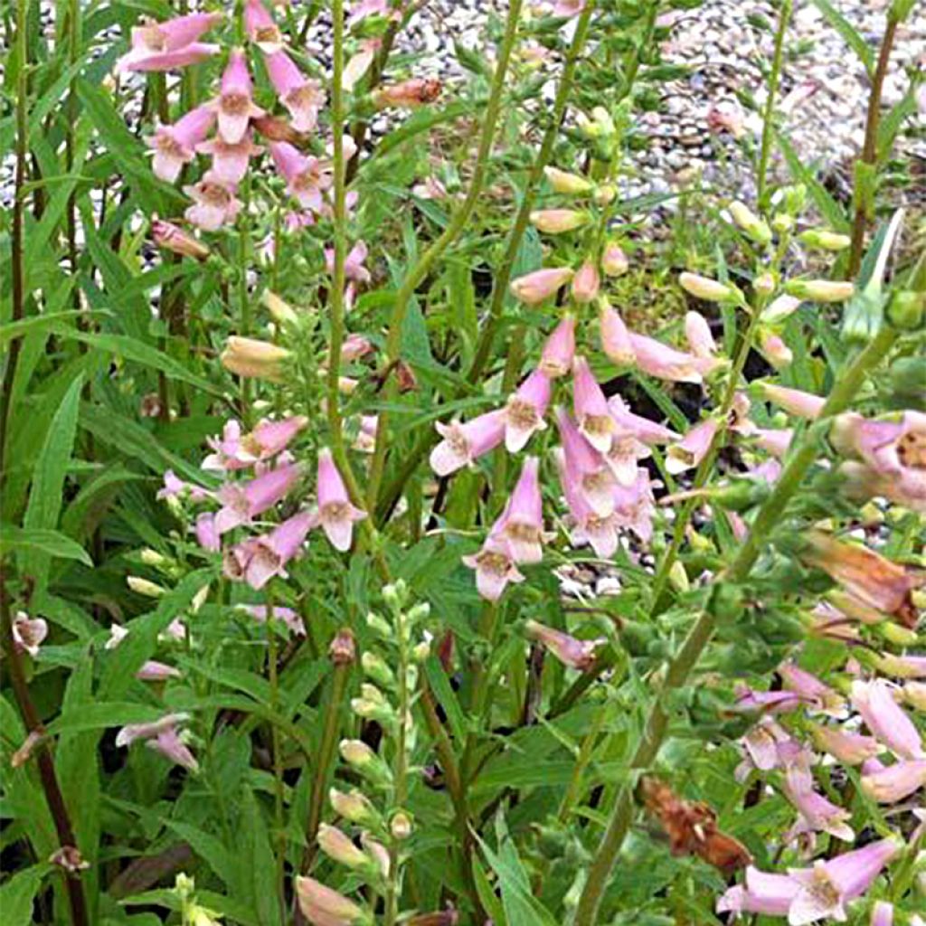 Digitalis Glory of Roundway - Fingerhut