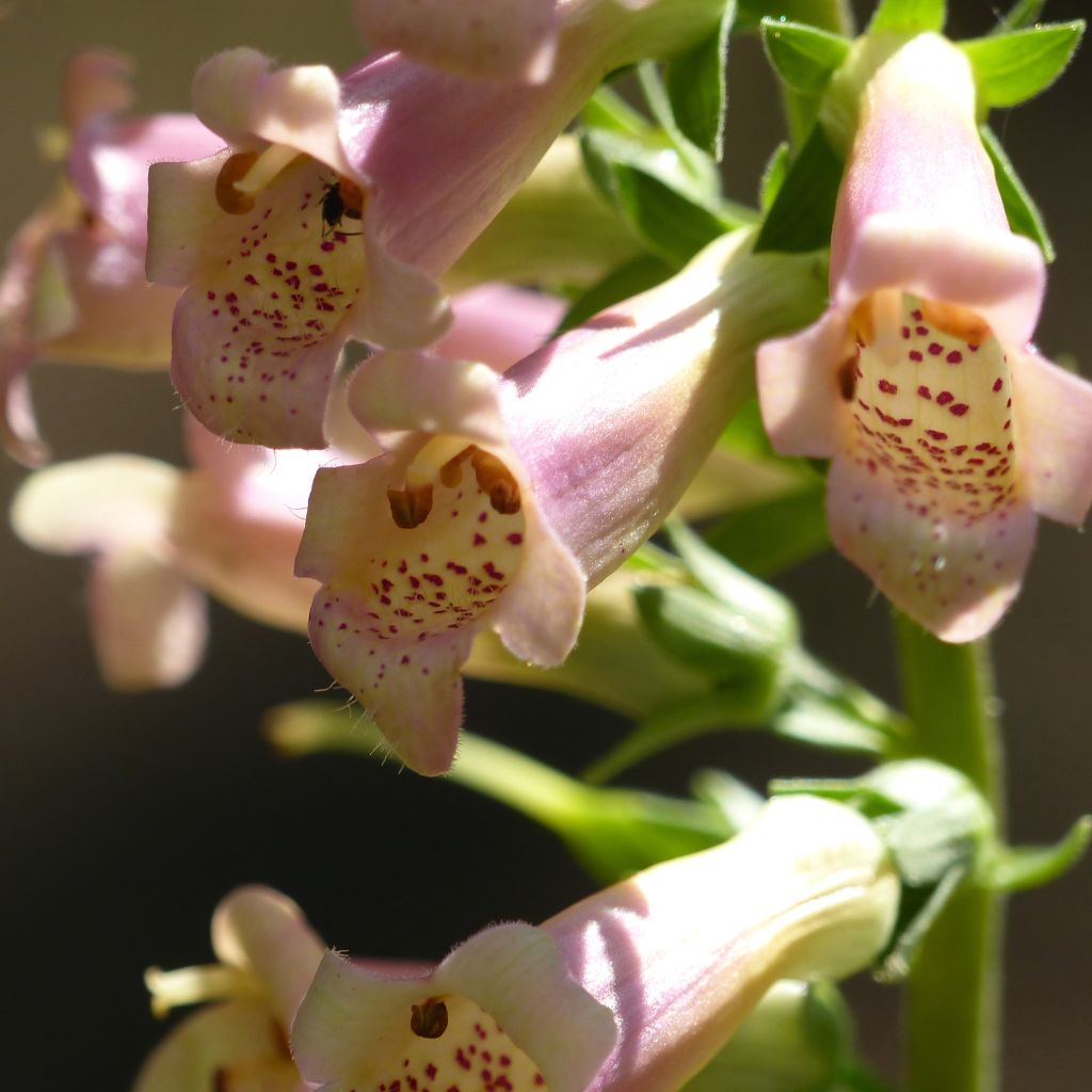 Digitalis Glory of Roundway - Digitale