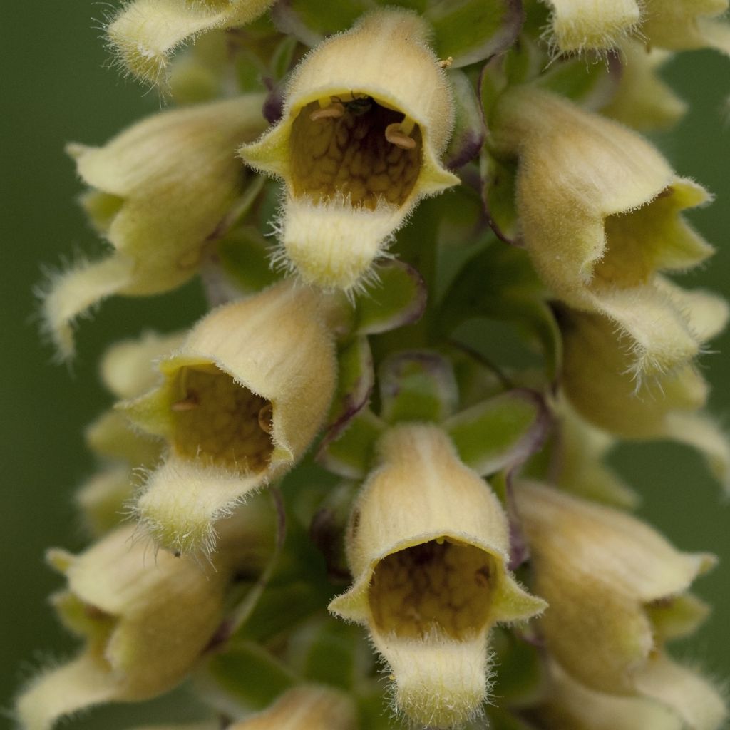 Digitalis ferruginea Gigantea - Rostfarbiger Fingerhut