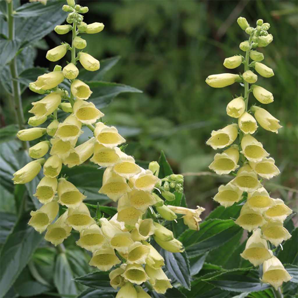 Digitale à grandes fleurs - Digitalis grandiflora