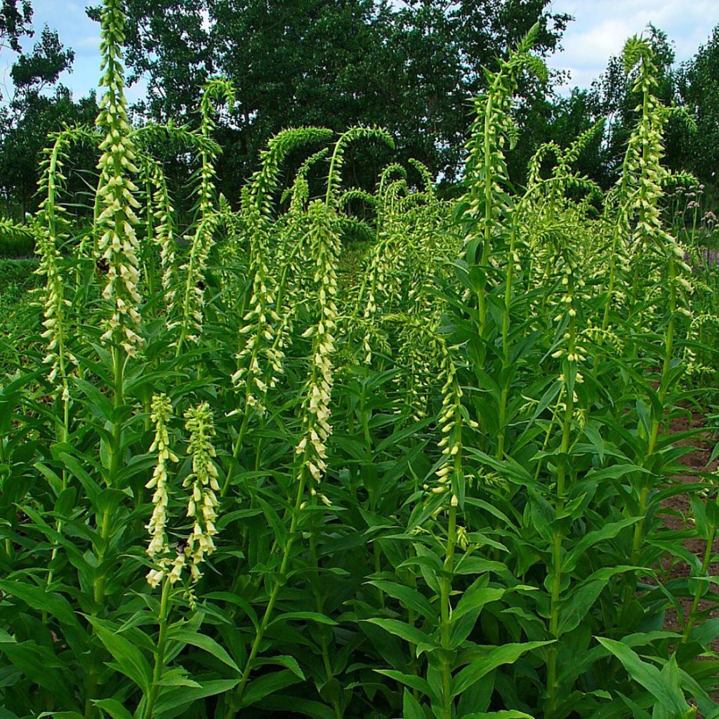 Digitale jaune - Digitalis lutea