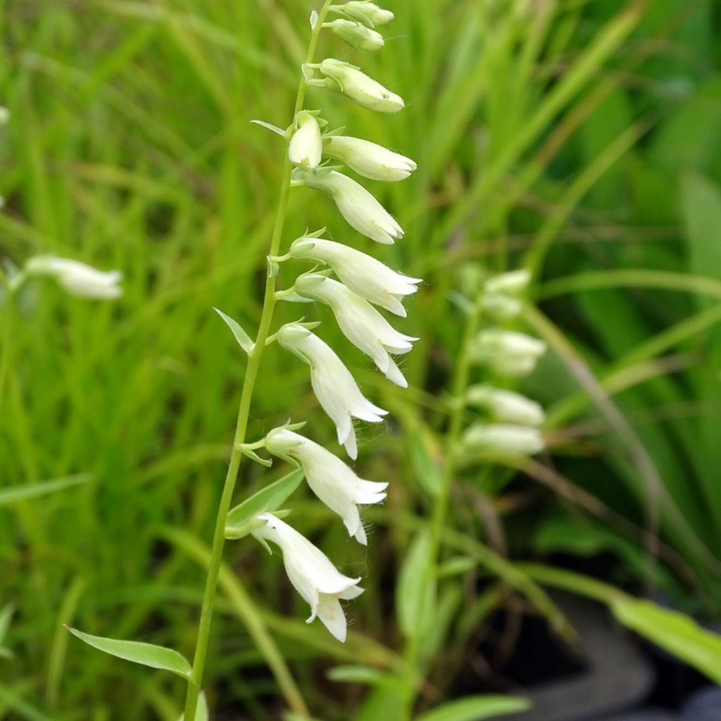 Digitale jaune - Digitalis lutea