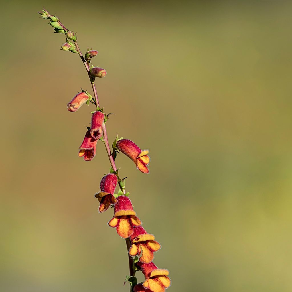 Digitalis obscura - Dunkler Fingerhut