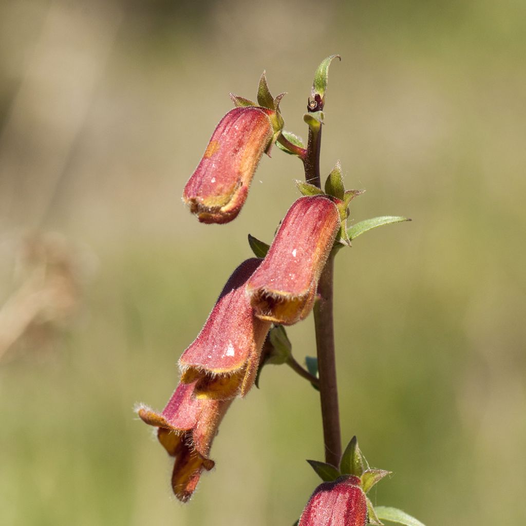 Digitalis obscura - Dunkler Fingerhut