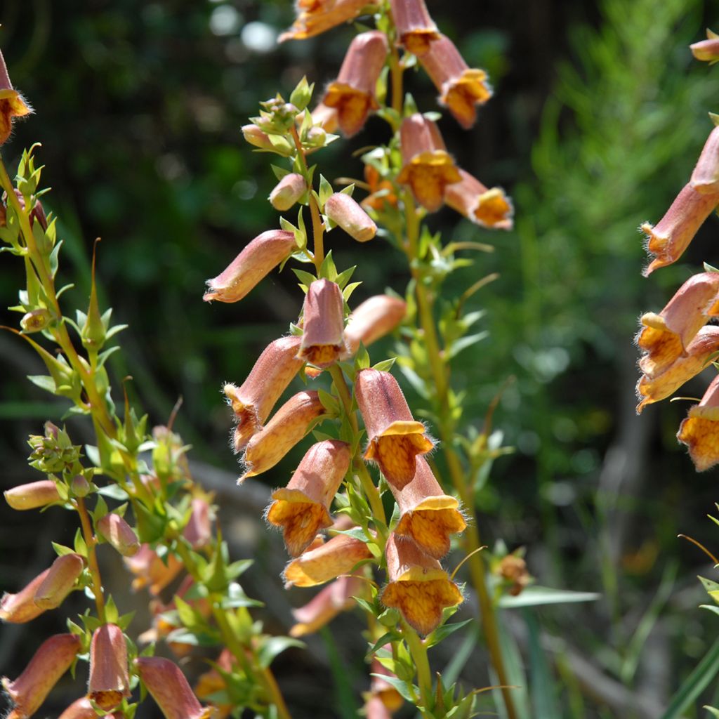 Digitalis obscura - Dunkler Fingerhut