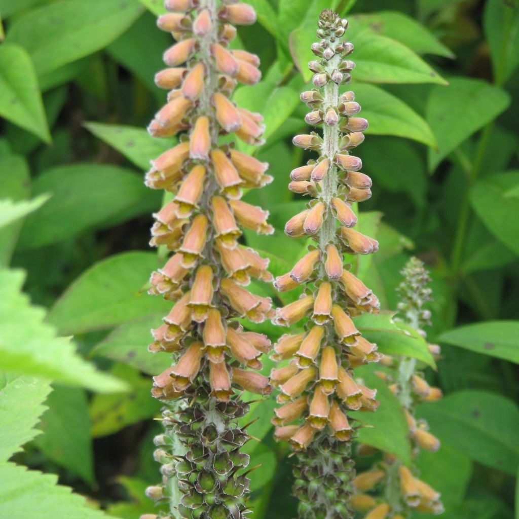 Digitalis parviflora - Kleinblütiger Fingerhut