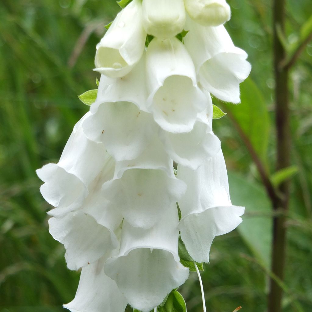 Fingerhut Alba - Digitalis purpurea