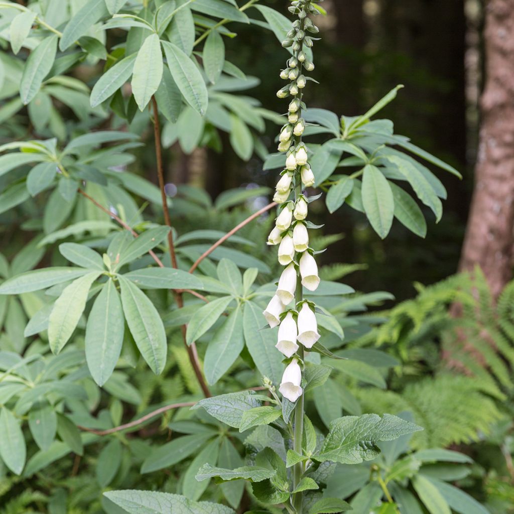 Fingerhut Alba - Digitalis purpurea