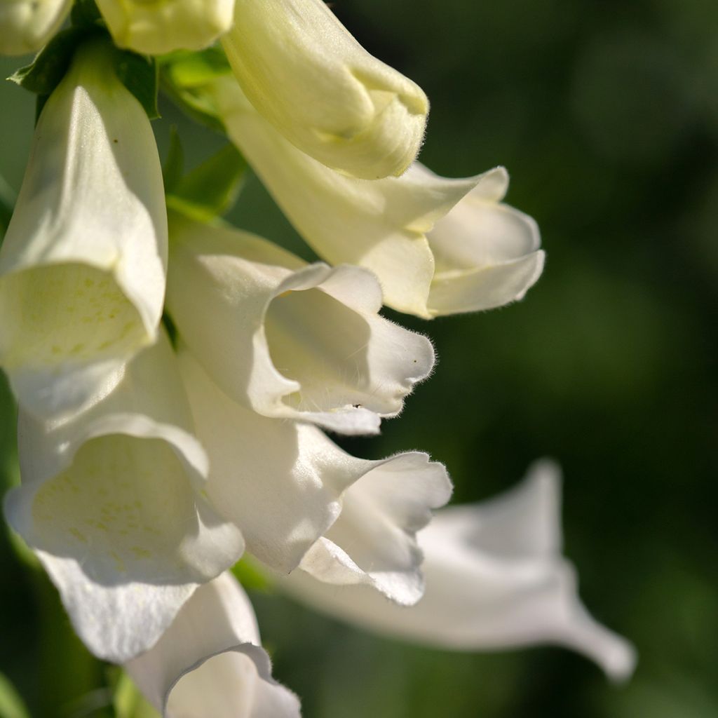 Fingerhut Alba - Digitalis purpurea