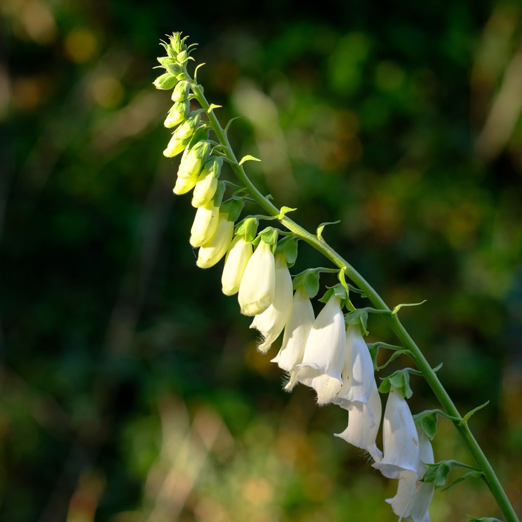 Fingerhut Alba - Digitalis purpurea