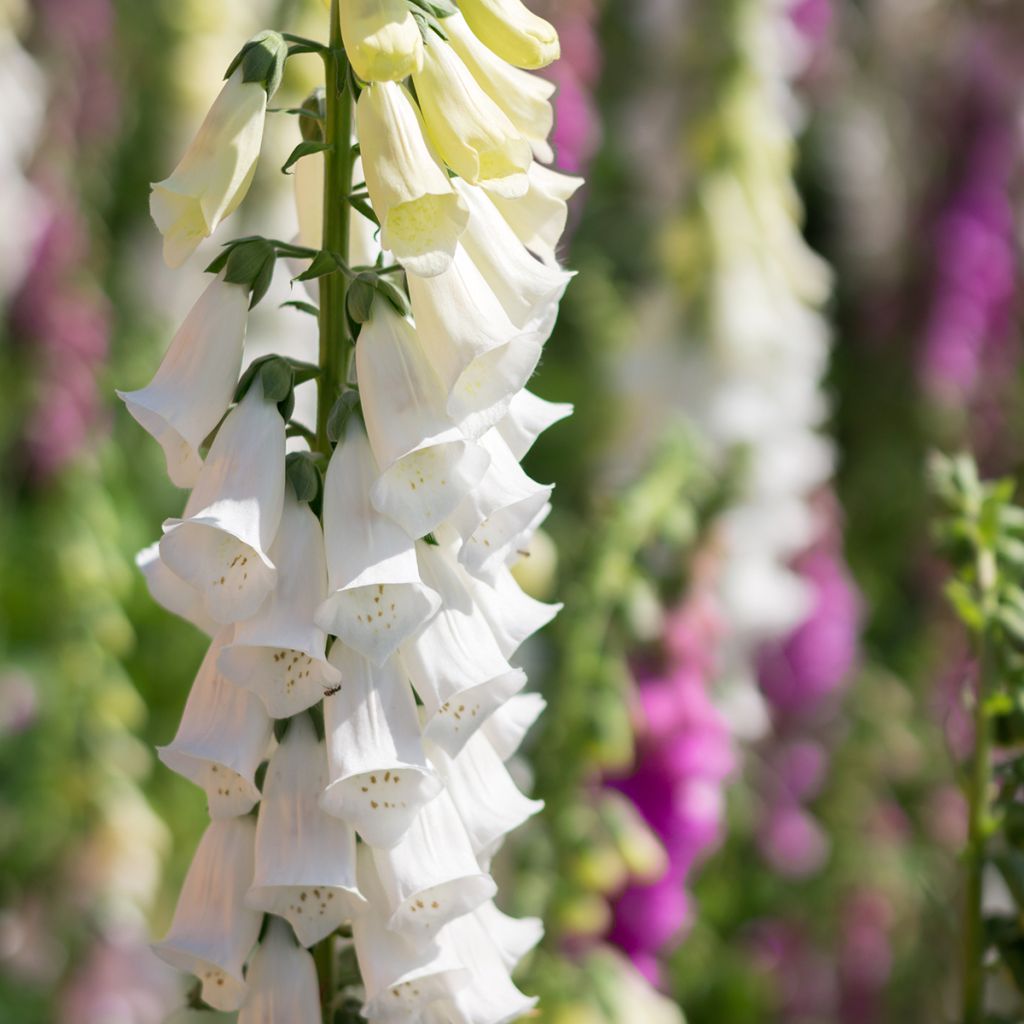 Fingerhut Alba - Digitalis purpurea