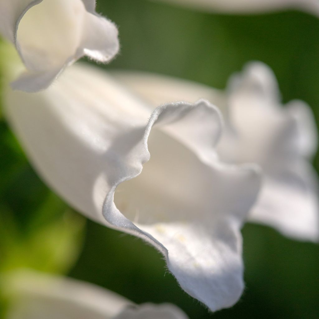 Fingerhut Alba - Digitalis purpurea