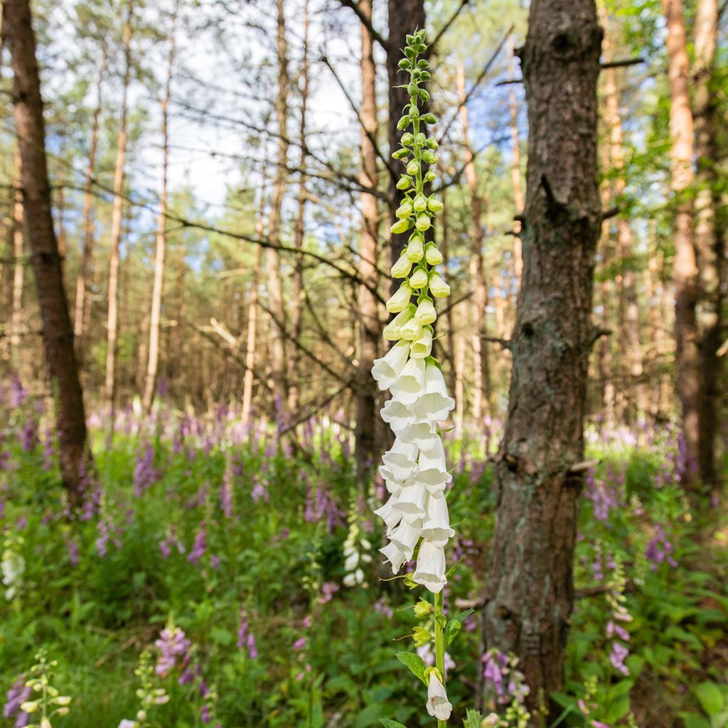 Fingerhut Alba - Digitalis purpurea