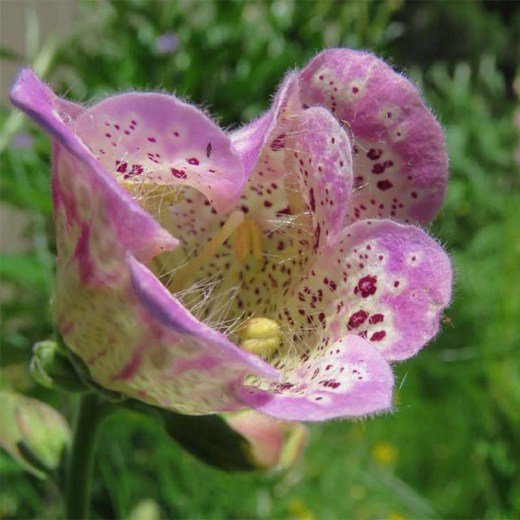 Fingerhut Monstrosa - Digitalis purpurea