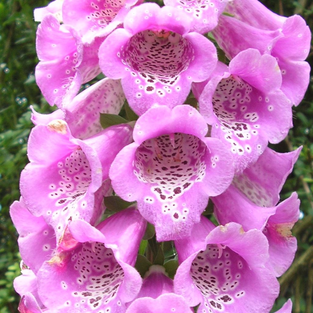 Fingerhut - Digitalis purpurea subsp. nevadensis