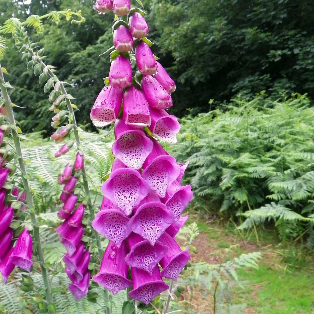 Digitale, Digitalis purpurea ssp. nevadensis