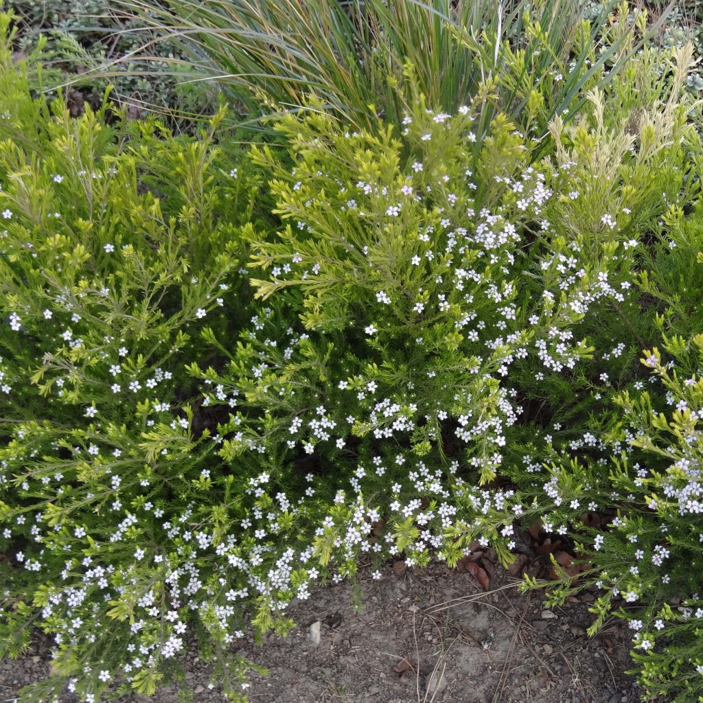 Diosma hirsuta Sunset gold - Diosmée hirsute.