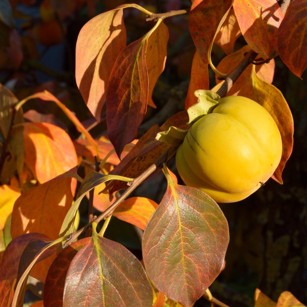 Kaki-Pflaume - Diospyros kaki