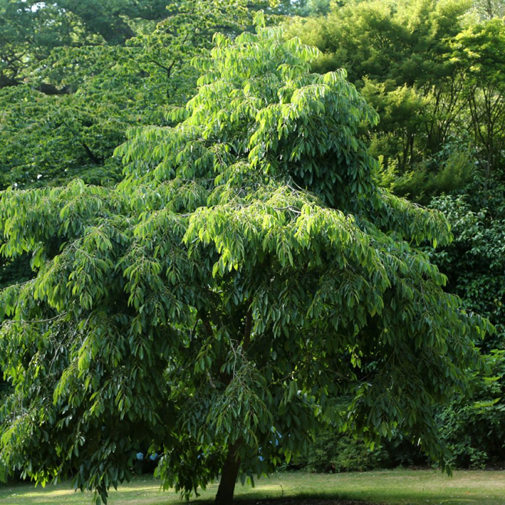 Kaki-Pflaume virginiana  - Diospyros kaki