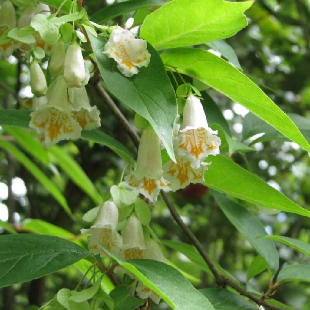 Dipelta floribunda - Doppelschild