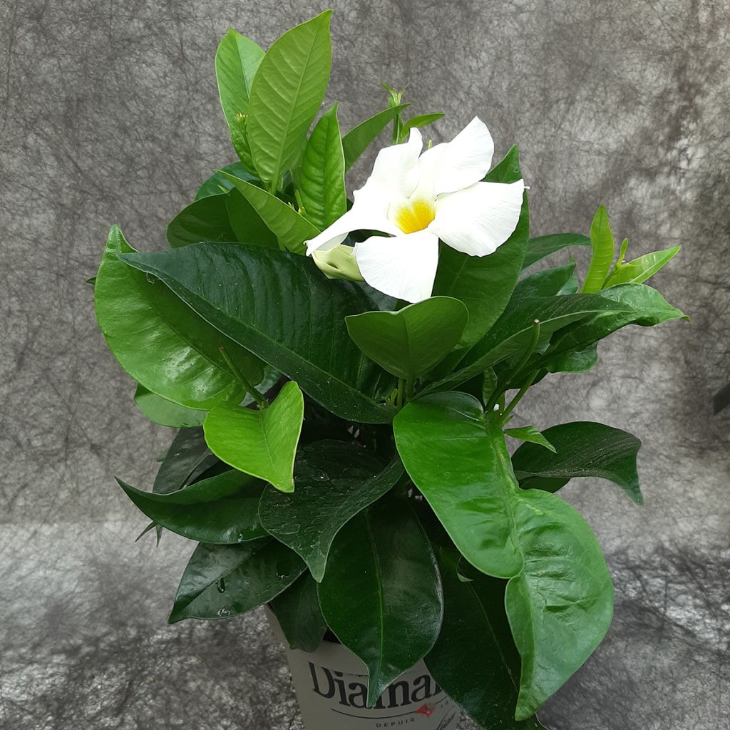 Dipladenia Jade XXL White - Mandevilla